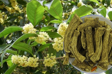 Tiêu chuẩn quốc gia sửa đổi 1:2024 TCVN I-4:2017 yêu cầu đối với rễ mộc hương dược liệu